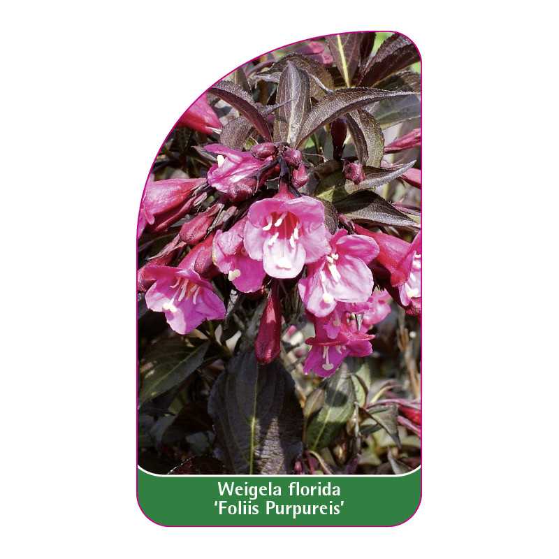 weigela-florida-foliis-purpureis-1