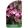 weigela-florida-foliis-purpureis-1