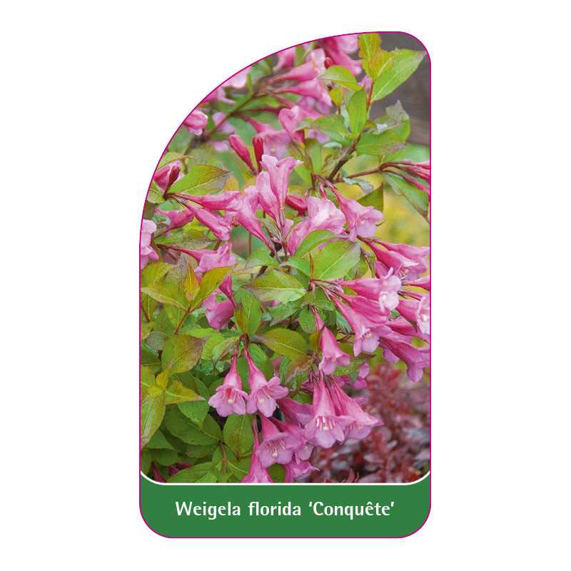 weigela-florida-conquete-1