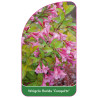 weigela-florida-conquete-1