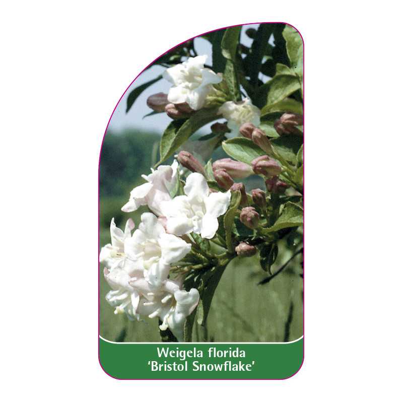 weigela-florida-bristol-snowflake-1