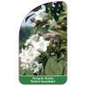 weigela-florida-bristol-snowflake-1