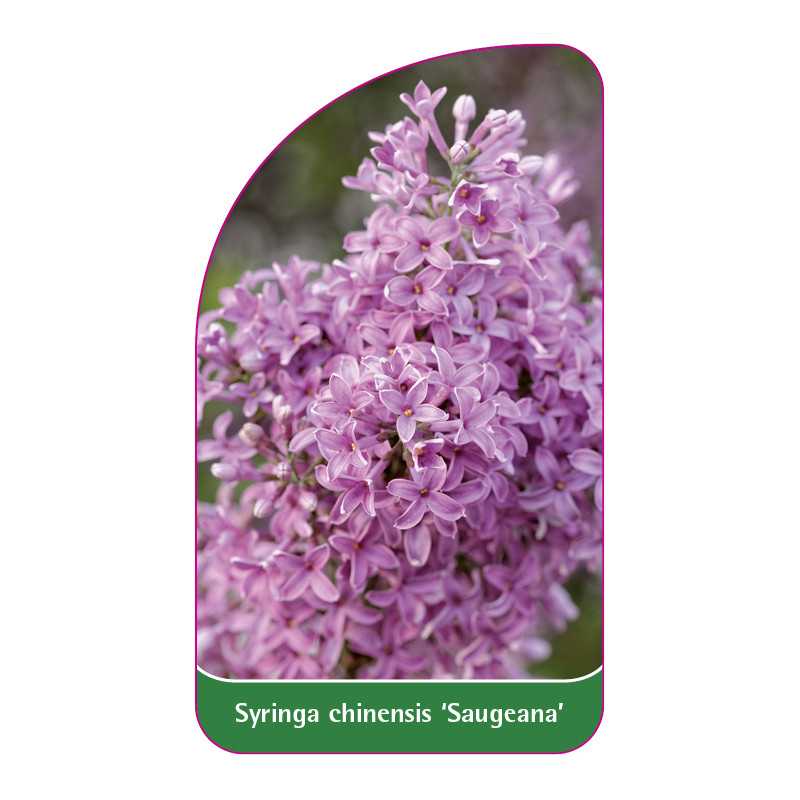 syringa-chinensis-saugeana-1