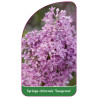 syringa-chinensis-saugeana-1