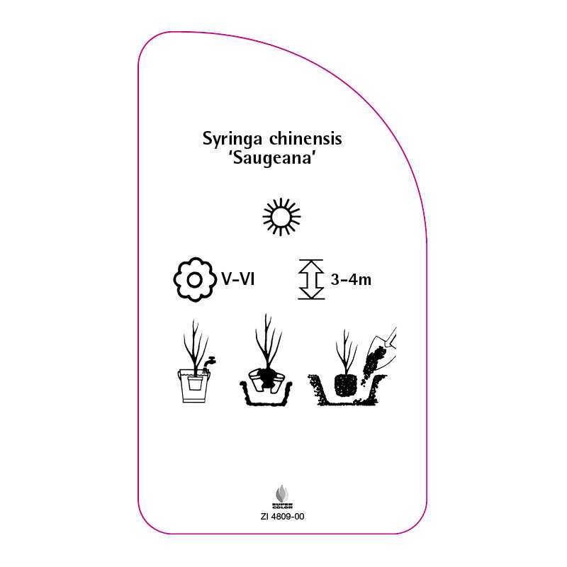 syringa-chinensis-saugeana-0