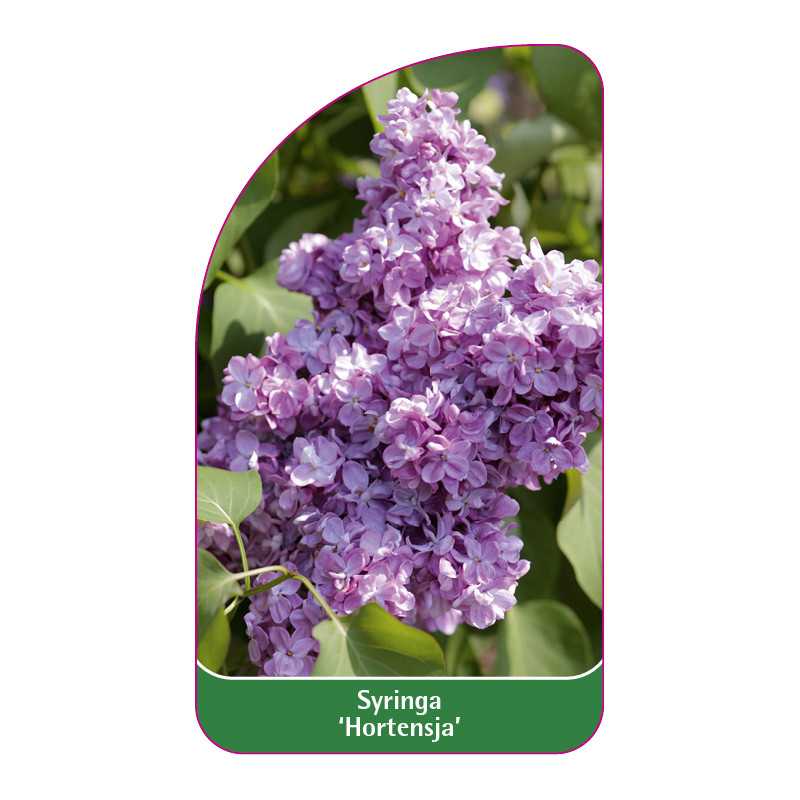 syringa-hortensja-1