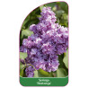 syringa-hortensja-1