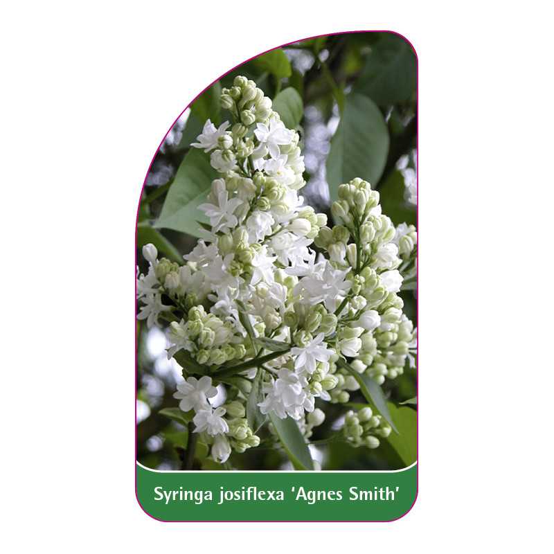 syringa-josiflexa-agnes-smith-1