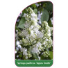 syringa-josiflexa-agnes-smith-1