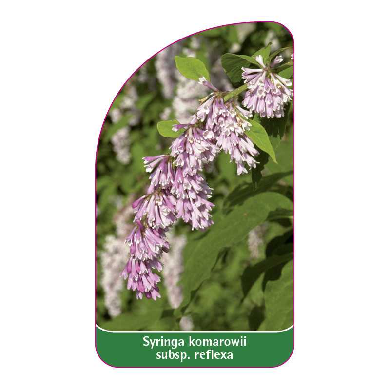 syringa-komarowii-subsp-reflexa1