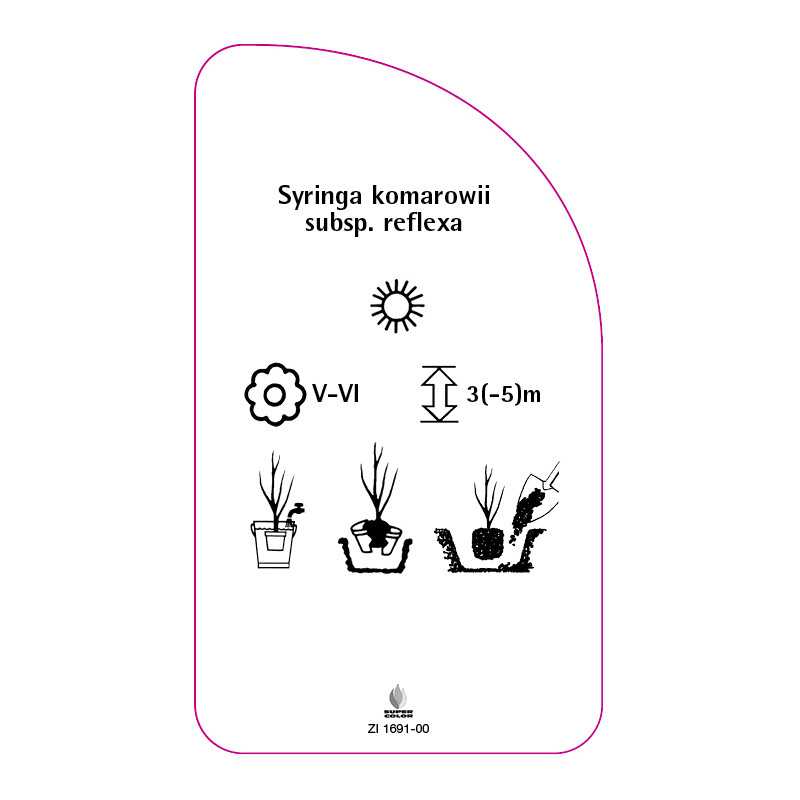 syringa-komarowii-subsp-reflexa0