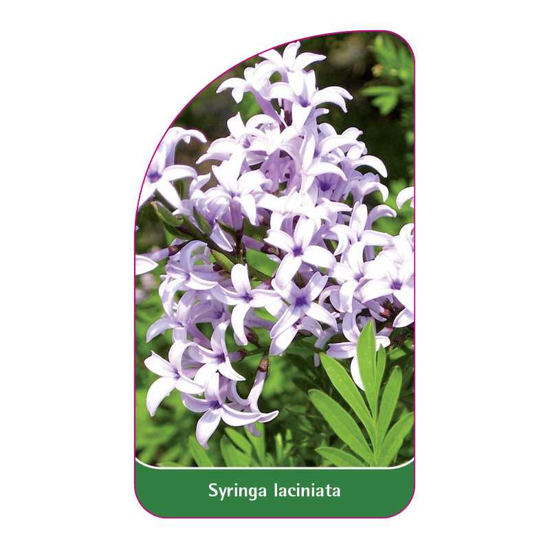 syringa-laciniata1