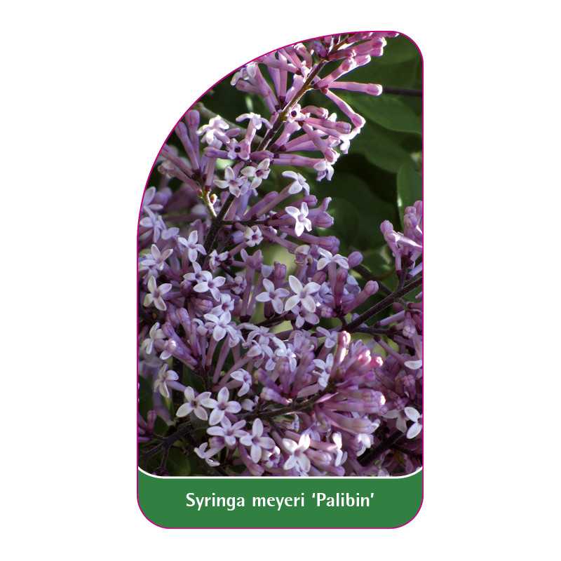 syringa-meyeri-palibin-a1