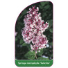 syringa-microphylla-suberba-1