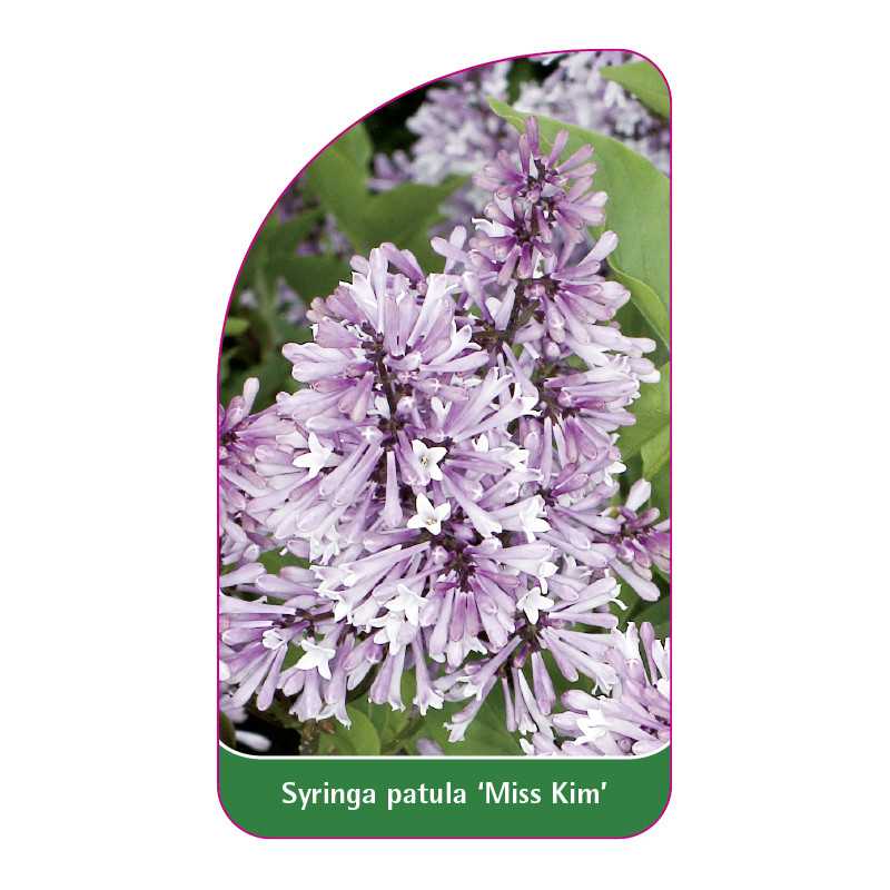 syringa-patula-miss-kim-1