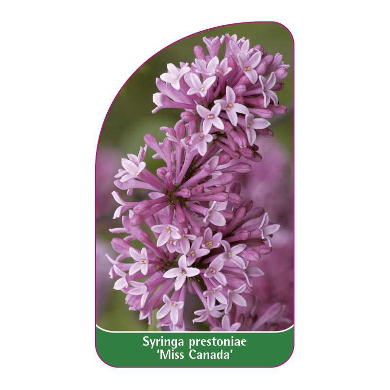 syringa-prestoniae-miss-canada-1