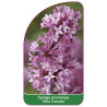 syringa-prestoniae-miss-canada-1