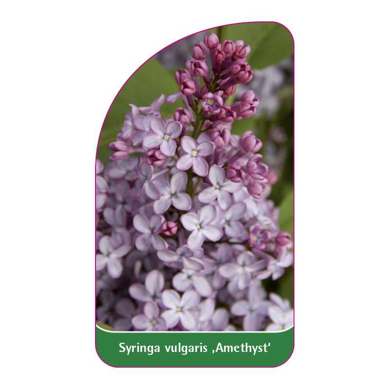 syringa-vulgaris-amethyst-jumbo1