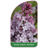 syringa-vulgaris-amethyst-jumbo1