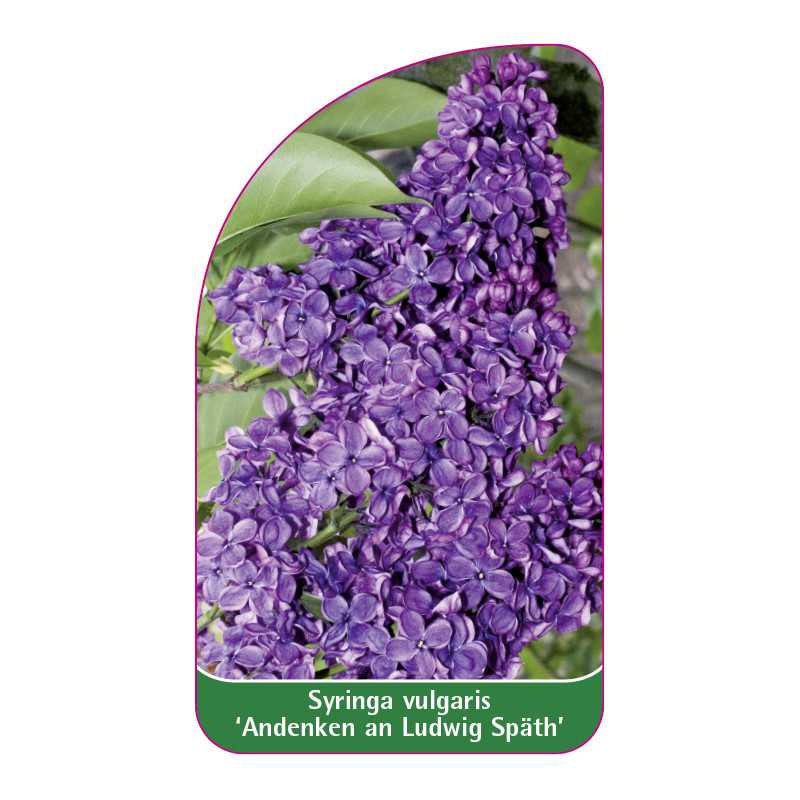 syringa-vulgaris-andenken-an-ludwig-spath-jumbo1