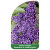 syringa-vulgaris-andenken-an-ludwig-spath-jumbo1