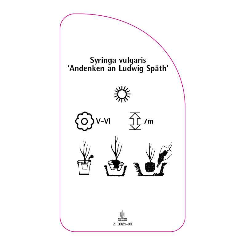 syringa-vulgaris-andenken-an-ludwig-spath-standard0