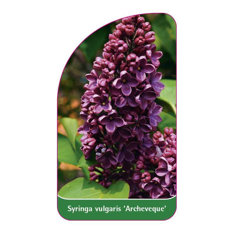 syringa-vulgaris-archeveque-1