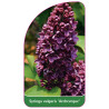 syringa-vulgaris-archeveque-1