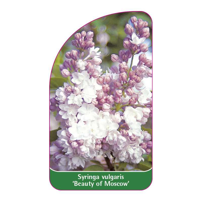 syringa-vulgaris-beauty-of-moscow-jumbo1