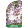 syringa-vulgaris-beauty-of-moscow-jumbo1