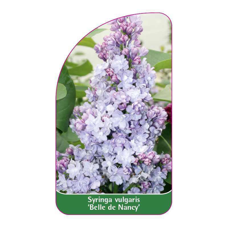 syringa-vulgaris-belle-de-nancy-standard1