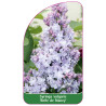 syringa-vulgaris-belle-de-nancy-standard1