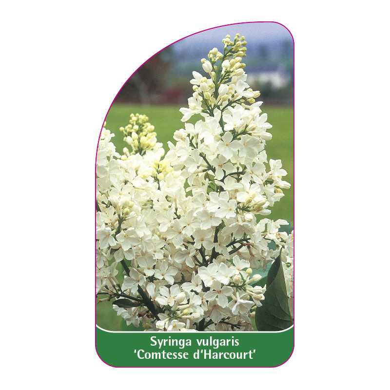 syringa-vulgaris-comtesse-d-harcourt-1