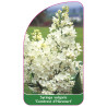 syringa-vulgaris-comtesse-d-harcourt-1