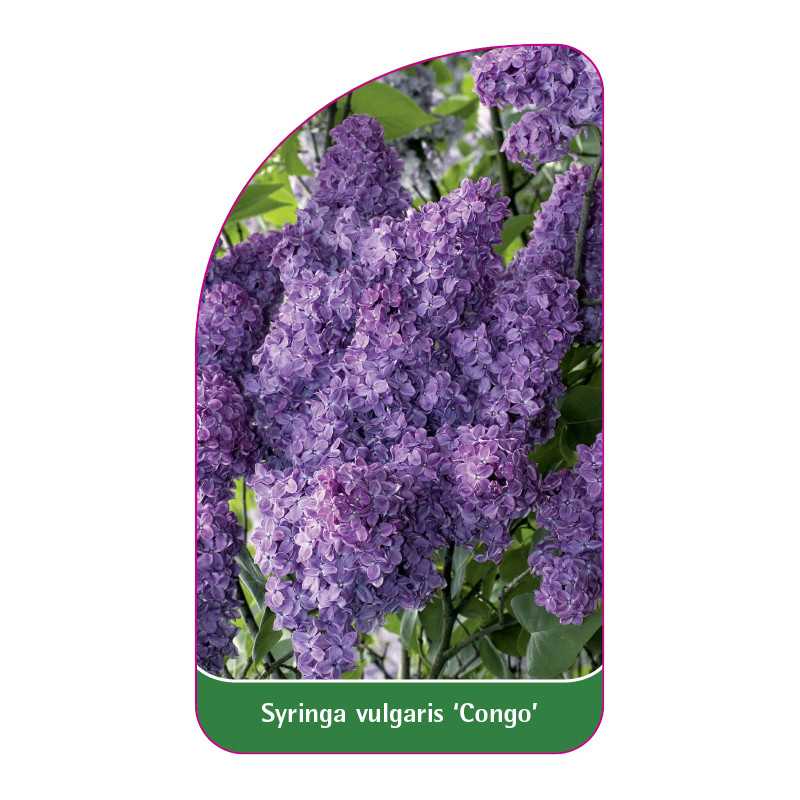 syringa-vulgaris-congo-1