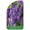 syringa-vulgaris-congo-1