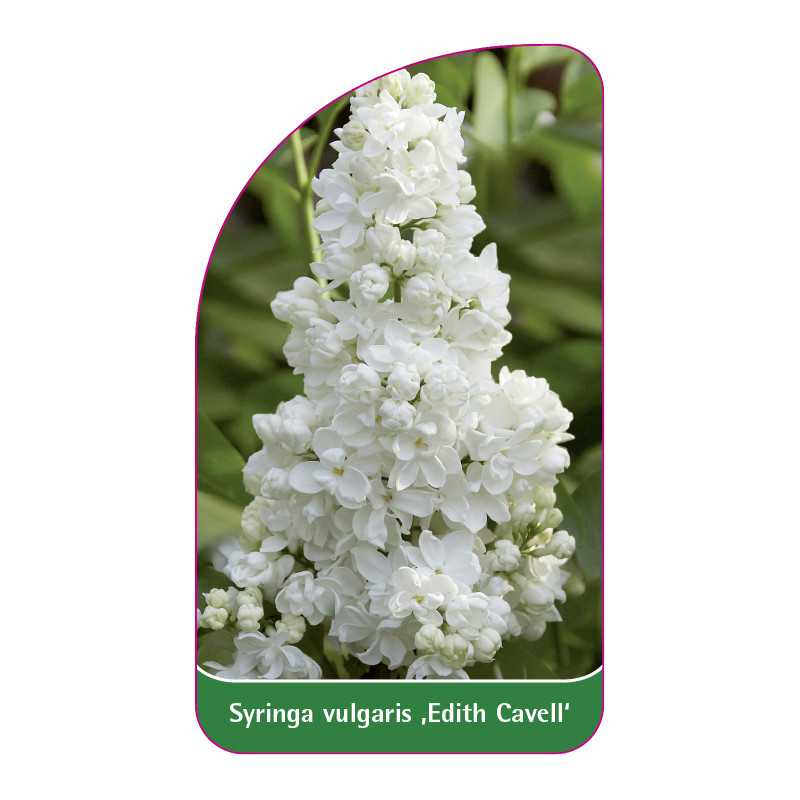 syringa-vulgaris-edith-cavell-1