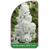 syringa-vulgaris-edith-cavell-1