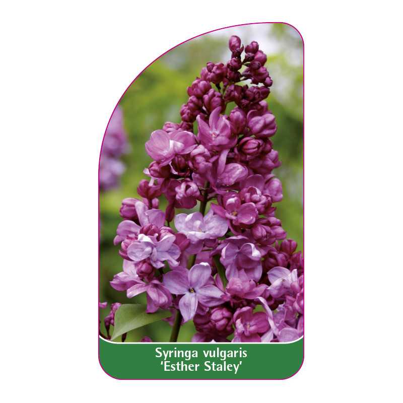 syringa-vulgaris-esther-staley-1