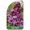 syringa-vulgaris-esther-staley-1