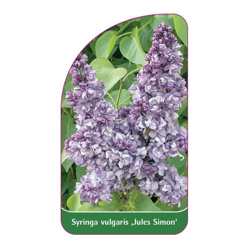 syringa-vulgaris-jules-simon-1