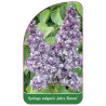 syringa-vulgaris-jules-simon-1