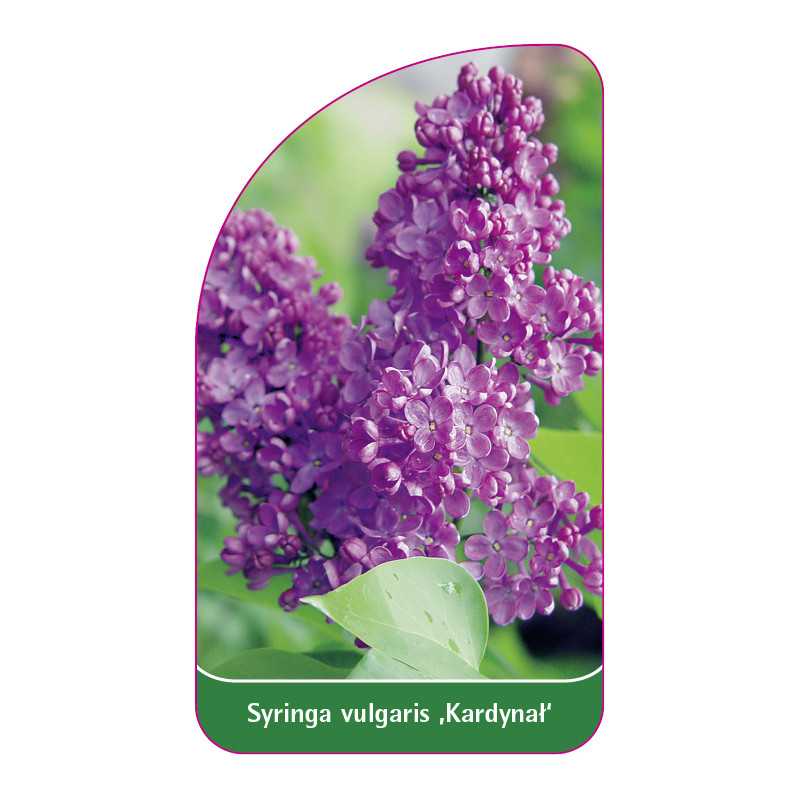 syringa-vulgaris-kardynal-1