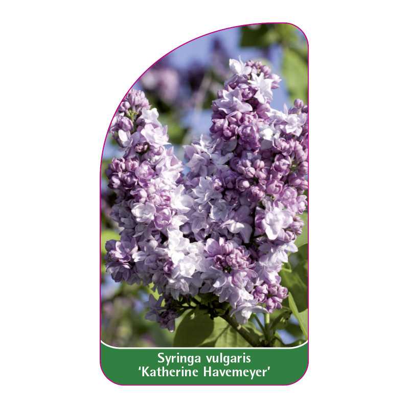 syringa-vulgaris-katherine-havemeyer-jumbo1