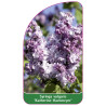 syringa-vulgaris-katherine-havemeyer-jumbo1