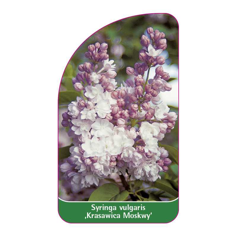 syringa-vulgaris-krasavitsa-moskvy-jumbo1