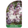 syringa-vulgaris-krasavitsa-moskvy-jumbo1