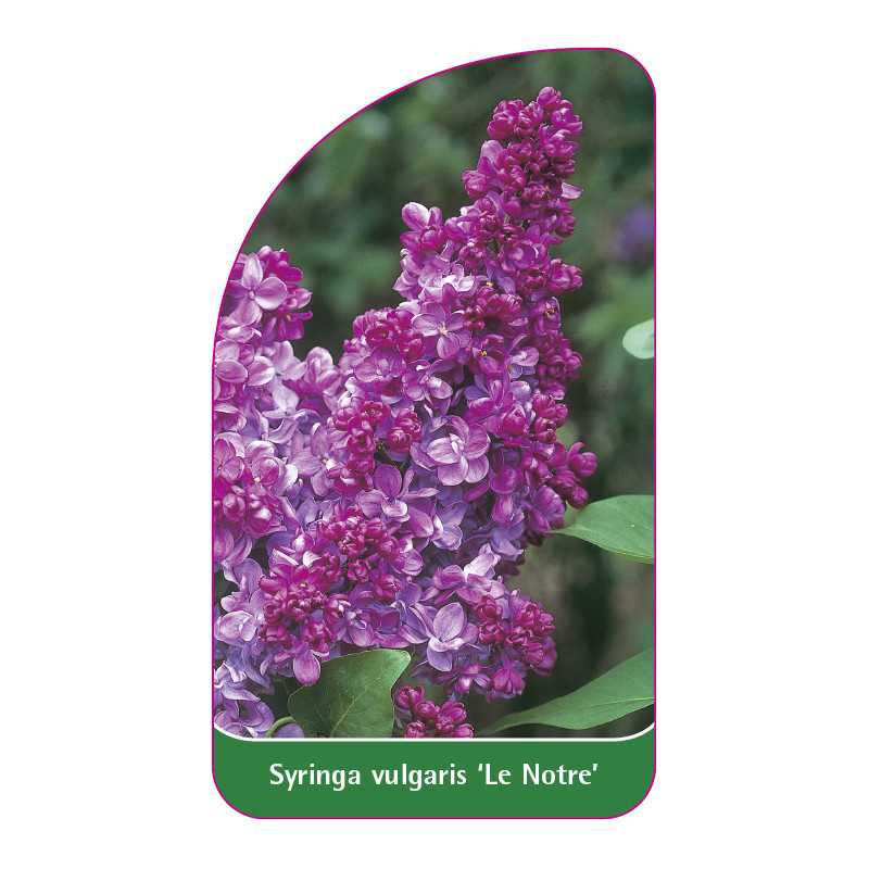 syringa-vulgaris-le-notre-1