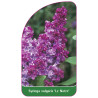 syringa-vulgaris-le-notre-1