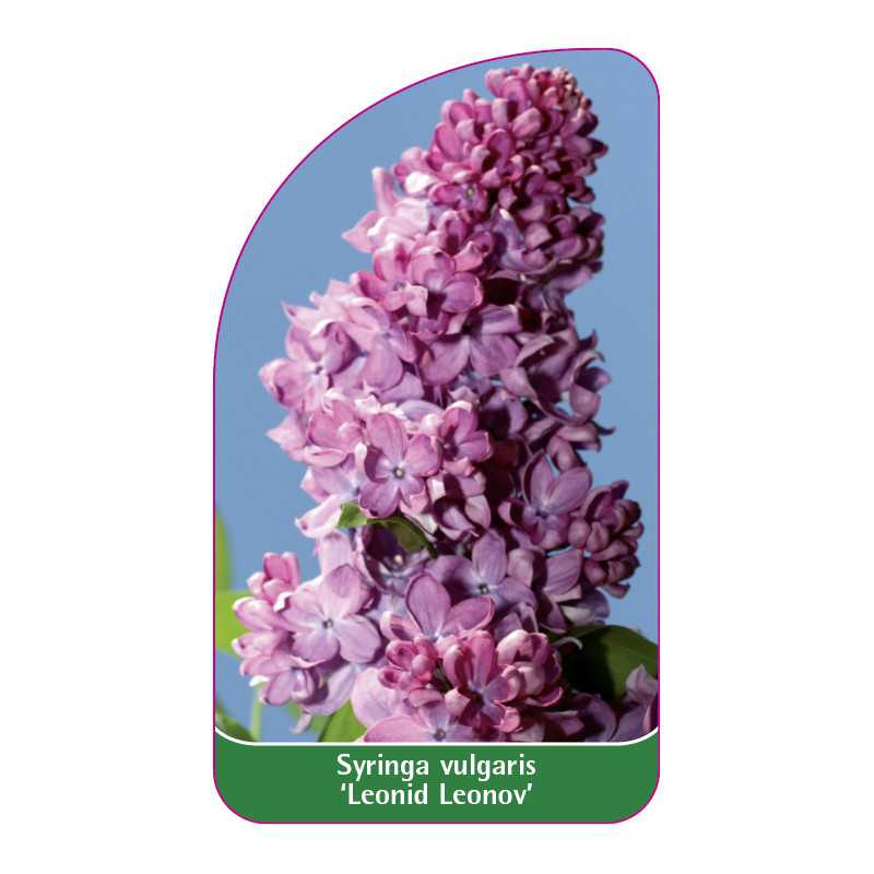 syringa-vulgaris-leonid-leonov-1